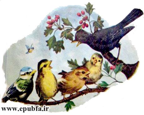 پرندگان گنجشک و سار سیاه روی شاخه درخت نشسته و آواز می خوانند - قصه کودکانه ایپابفا