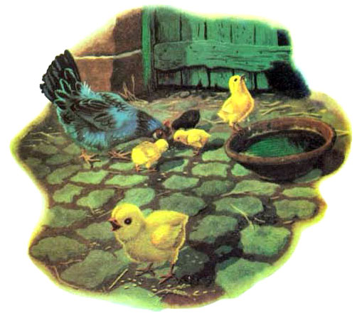 مرغ و جوجه های طلایی در حال برچیدن و خوردن دانه هستند -قصه کودکانه ایپابفا