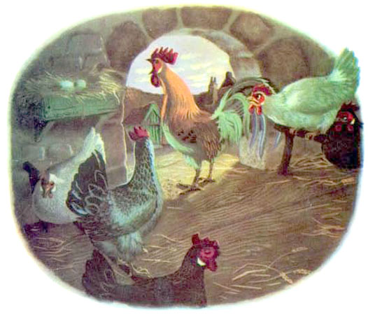 مرغ و خروس ها در کنار هم . خروس درحال اواز خواندن و بانگ زدن -قصه کودکانه ایپابفا