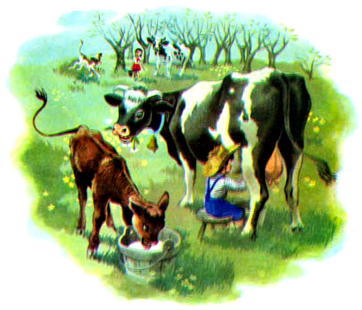 پسربچه در حال دوشیدن گاو و گوساله درحال لیس زدن شیر در مزرعه -قصه کودکانه ایپابفا