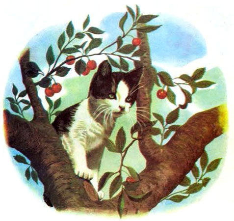 گربه وحششت زده از ترس سگ مزاحم به بالای درخت گیلاس رفته -قصه کودکانه ایپابفا