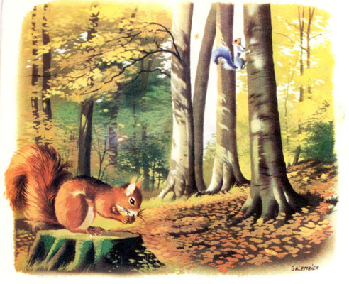 قصه کودکانه «سنجاب بازیگوش»-داستانهای مصور رنگی برای کودکان-ارشیو قصه و داستان ایپابفا