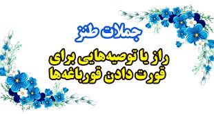 طنز راز-یا-توصیه‌هایی-برای-قورت-دادن-قورباغه‌ها