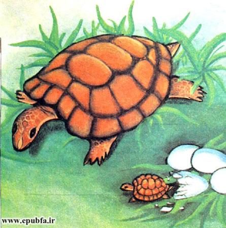 وقتی‌که لاک‌پشت کوچولو از تخم بیرون آمد، مادرش آنجا بود. 