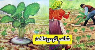 کتاب داستان مصور کودکان: شلغمِ گردن‌کلفت