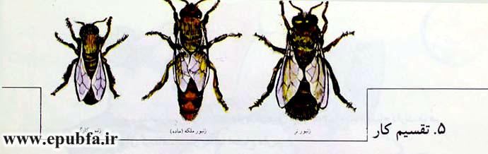 وظیفه زنبوران کارگر، مکیدن شیره گل‌هاست