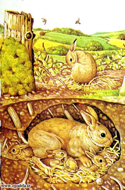 داستان کودکانه: خرگوش || آشنایی کودکان با زندگی خرگوش‌ها 3
