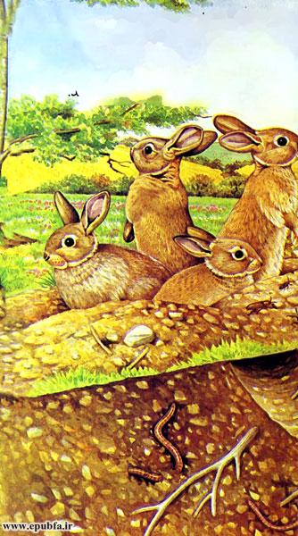 داستان کودکانه: خرگوش || آشنایی کودکان با زندگی خرگوش‌ها 4