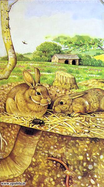 داستان کودکانه: خرگوش || آشنایی کودکان با زندگی خرگوش‌ها 5