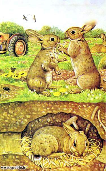 داستان کودکانه: خرگوش || آشنایی کودکان با زندگی خرگوش‌ها 6