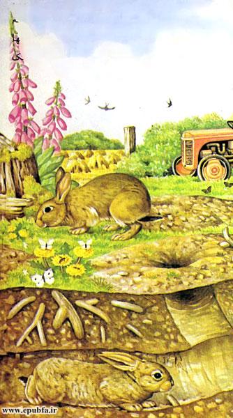 داستان کودکانه: خرگوش || آشنایی کودکان با زندگی خرگوش‌ها 7