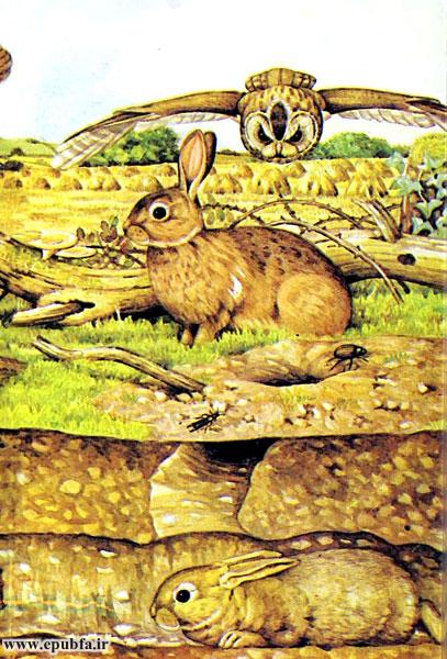 داستان کودکانه: خرگوش || آشنایی کودکان با زندگی خرگوش‌ها 8
