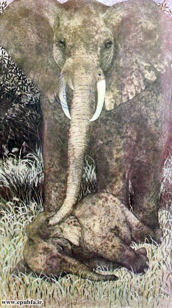 داستان کودکانه: فیل کوچولو || آشنایی با زندگی فیل ها در طبیعت 12