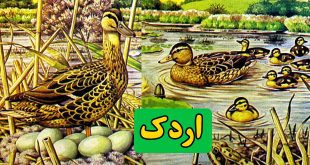 داستان-کودکانه-اردک-زندگی-اردک-های-وحشی
