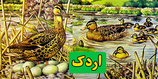 داستان-کودکانه-اردک-زندگی-اردک-های-وحشی
