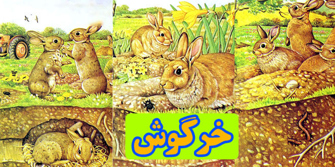 قصه-کودک-خرگوش-اشنایی-کودکان-با-زندگی-خرگوش-ها