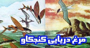 داستان کودکانه: مرغ دریایی کنجکاو || سفر به سرزمین‌های دور 2