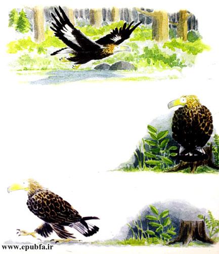 داستان آموزنده کودکان: رگال، عقابی که از بلندی می‌ترسید! 4