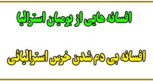 افسانه-استرالیا-افسانه-بی-دم-شدن-خرس-استرالیائی
