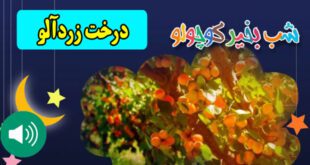 قصه-صوتی-کودکانه--درخت-زردآلو--مریم-نشیبا