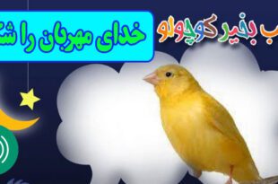 قصه-صوتی-کودکانه-مریم-نشیبا-خدای-مهربان-را-شکر-ایپابفا