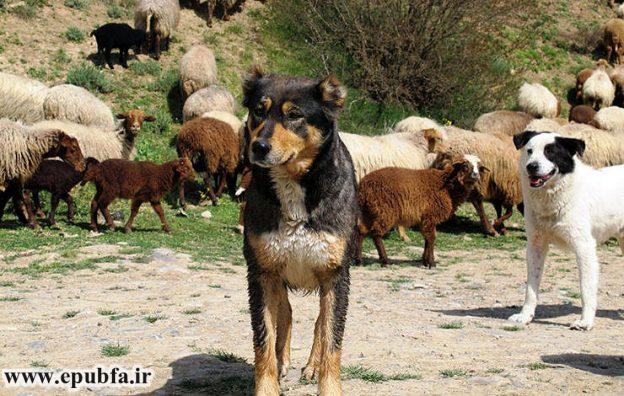 قصه کودکانه: روزی که دلم سگ می‌خواست / سگ در خانه؟! 3