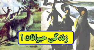 زندگی-حیوانات-۱-جلد آشنایی با حیوانات برای کودکان