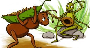داستان کودکانه مورچه و ملخ – موشیما