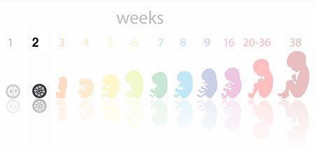 هفته دوم بارداری: وضعیت مادر و جنین در هفته دوم بارداری 1