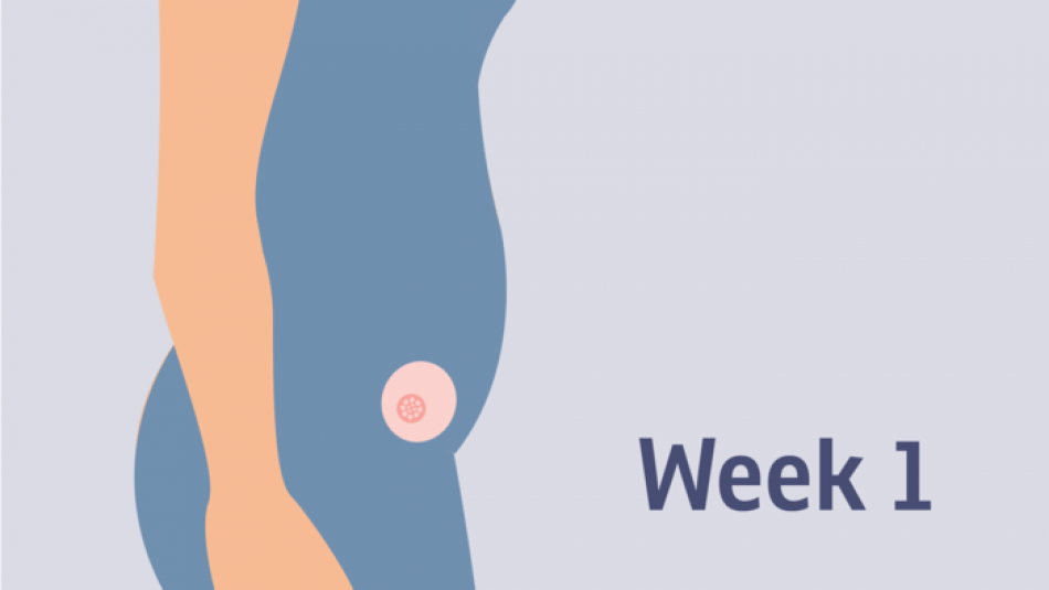 هفته اول بارداری: وضعیت مادر و جنین در هفته اول بارداری 4