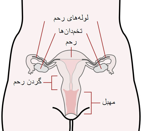 دستگاه_تولید_مثل_زنان