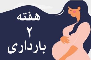 هفته-دوم-بارداری