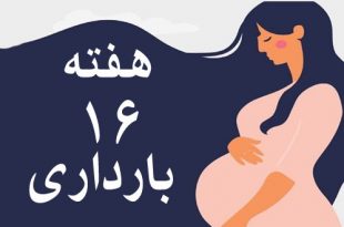 هفته-شانزدهم-بارداری