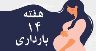 هفته-چهاردهم-بارداری