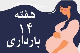 هفته-چهاردهم-بارداری