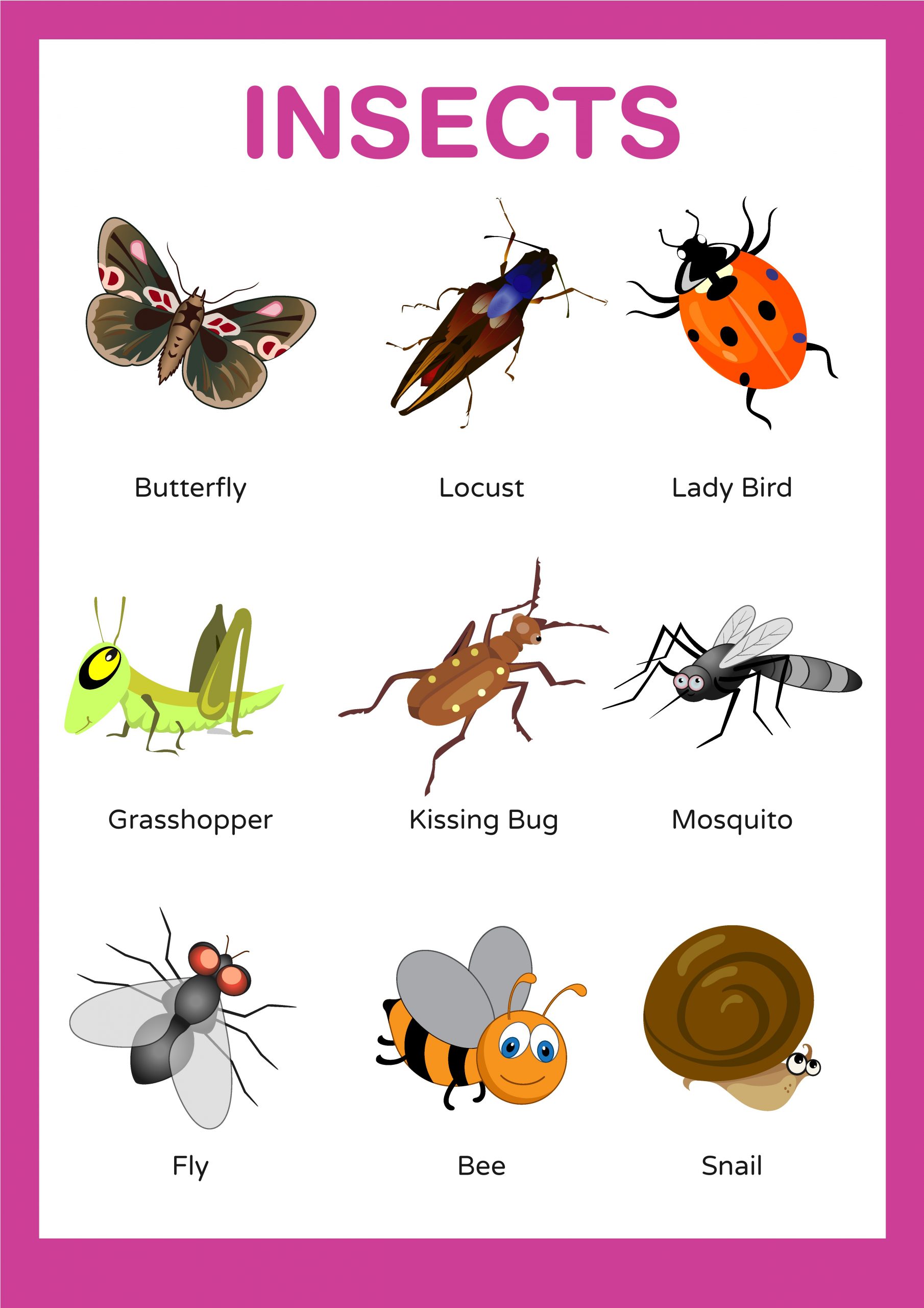 پوستر آشنایی با حشرات به زبان انگلیسی