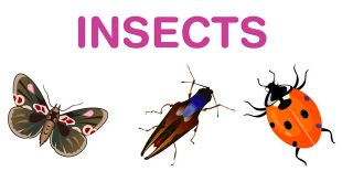 پوستر-آموزشی-حشرات-آشنایی-کودکان-با-حشرات-به-زبان-انگلیسی