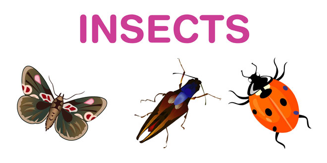 پوستر-آموزشی-حشرات-آشنایی-کودکان-با-حشرات-به-زبان-انگلیسی