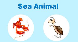پوستر-آموزشی-حیوانات-دریایی