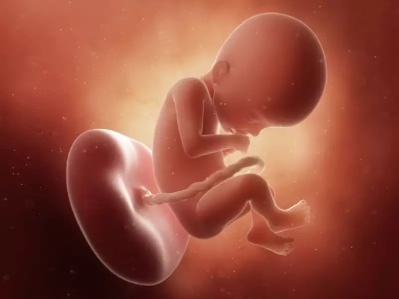 وضعیت جنین در هفته بیست و دوم بارداری