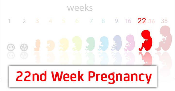 تغذیه در هفته 22 بارداری