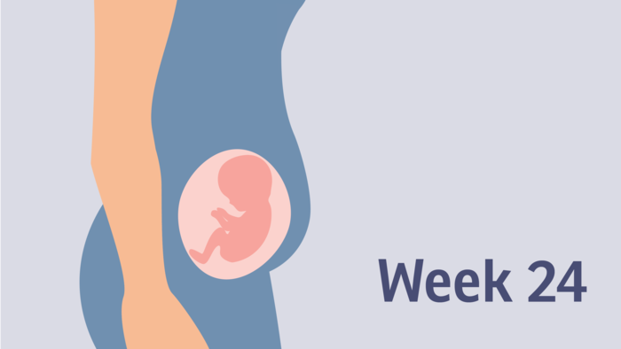 هفته بیست و چهارم بارداری